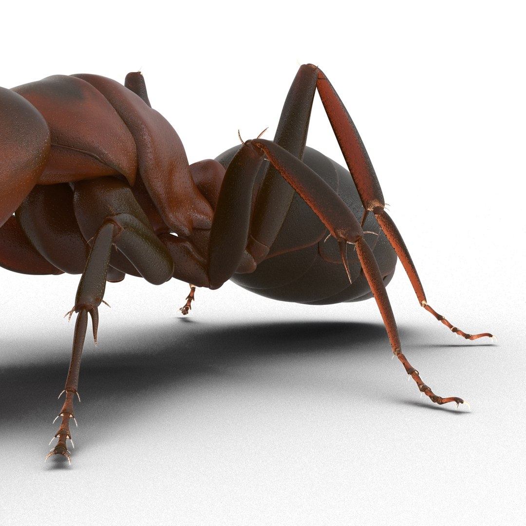 3d red ant pose 3 https://p.turbosquid.com/ts-thumb/Sd/Cly9dz/S0MICUGz/redant3dmodel20/jpg/1454172559/1920x1080/fit_q87/39c884c9f1c8b0ea1e3fbee0a132f28f2cccbf32/redant3dmodel20.jpg