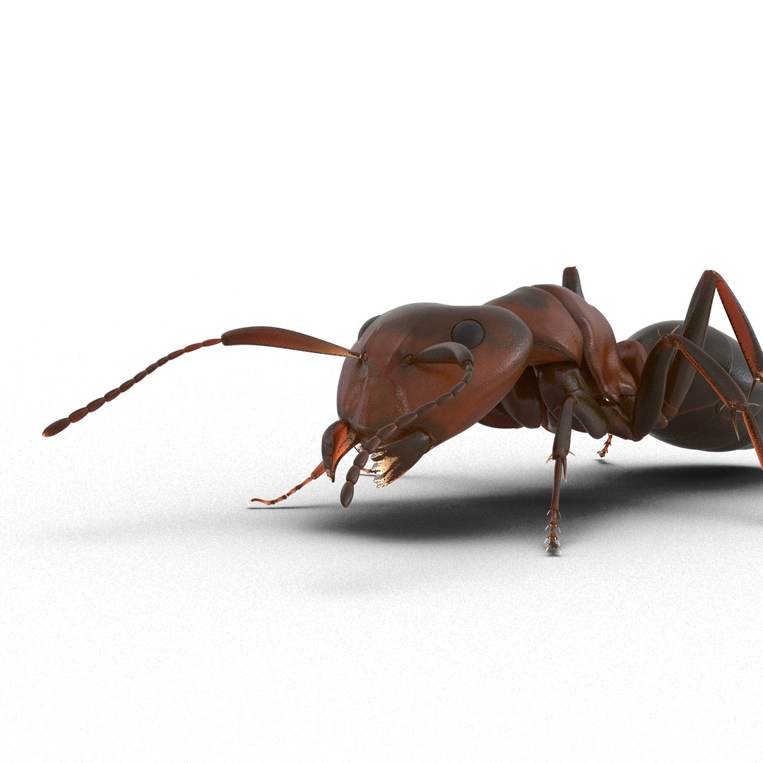 3d red ant pose 3 https://p.turbosquid.com/ts-thumb/Sd/Cly9dz/YWSrHgGf/redant3dmodel16/jpg/1454172559/1920x1080/fit_q87/d428e74f554b33ed6dca6faceaec41de46d977e9/redant3dmodel16.jpg