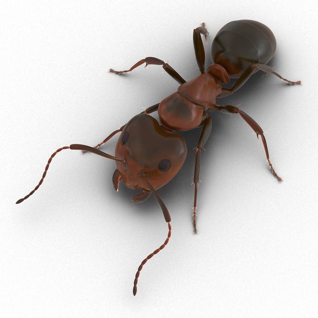 3d red ant pose 3 https://p.turbosquid.com/ts-thumb/Sd/Cly9dz/aGPUXdt3/redant3dmodel08/jpg/1454172557/1920x1080/fit_q87/af4fdfade74ec813a37da53dbf72309b0d769a8f/redant3dmodel08.jpg