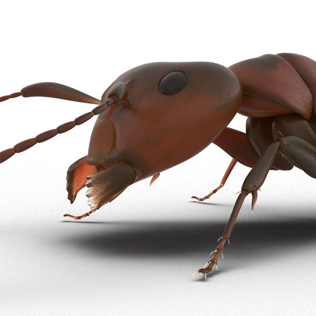 3d red ant pose 3 https://p.turbosquid.com/ts-thumb/Sd/Cly9dz/bZxAUMBD/redant3dmodel23/jpg/1454172559/1920x1080/fit_q87/f97baf7bddd991b37636219ca16980b53c78de77/redant3dmodel23.jpg