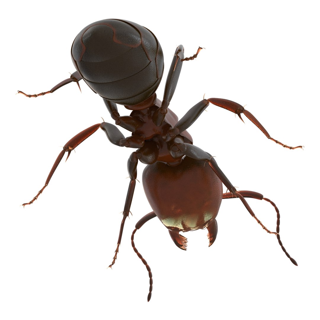 3d red ant pose 3 https://p.turbosquid.com/ts-thumb/Sd/Cly9dz/d820ANa7/redant3dmodel14/jpg/1454172558/1920x1080/fit_q87/46a6d2100d0f997a62f447ddb5e9491ed56290ad/redant3dmodel14.jpg