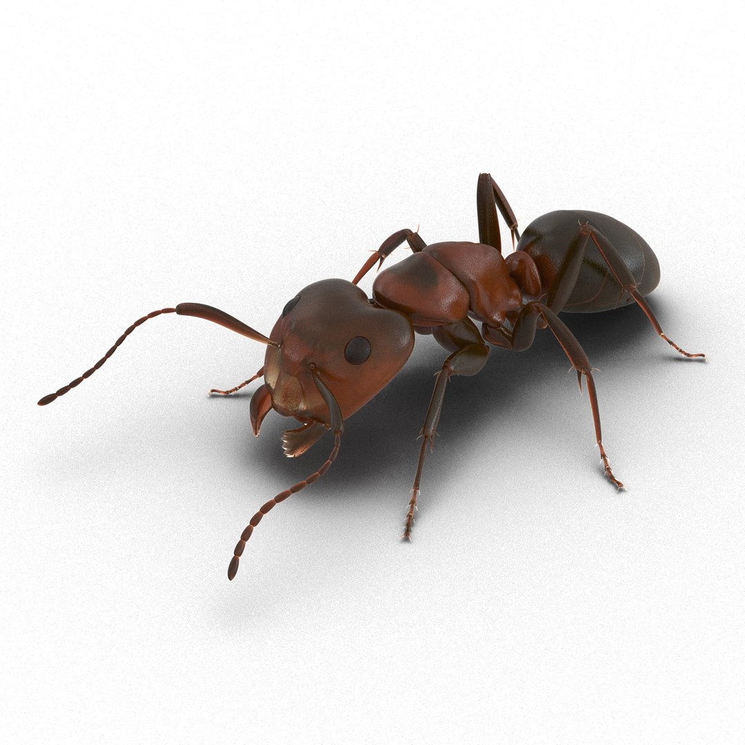 3d red ant pose 3 https://p.turbosquid.com/ts-thumb/Sd/Cly9dz/eZBC7ZCU/redant3dmodel04/jpg/1454172557/1920x1080/fit_q87/37f7f86cea40bb2250c729bf19ef838befd11873/redant3dmodel04.jpg