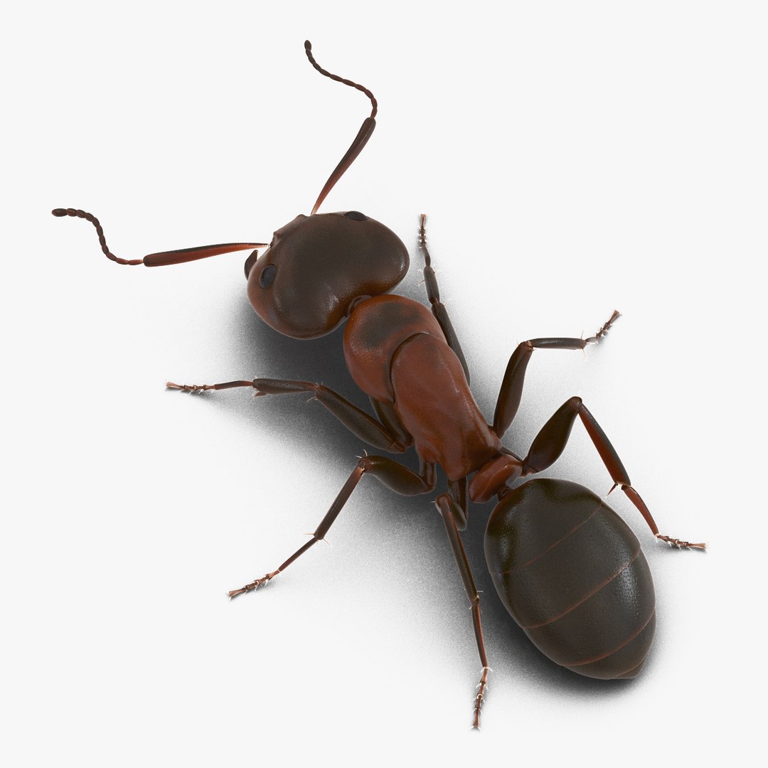 Red Ant Pose 3 3D Model 3D model preview