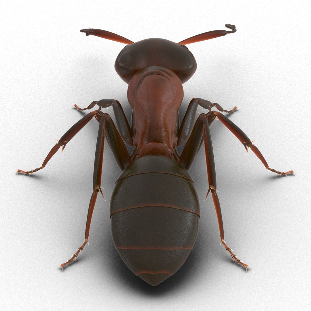 3d red ant pose 3 https://p.turbosquid.com/ts-thumb/Sd/Cly9dz/kO37CdDc/redant3dmodel11/jpg/1454172558/1920x1080/fit_q87/925ab4d08e37201f3a59eec95c708d731cd09ea6/redant3dmodel11.jpg