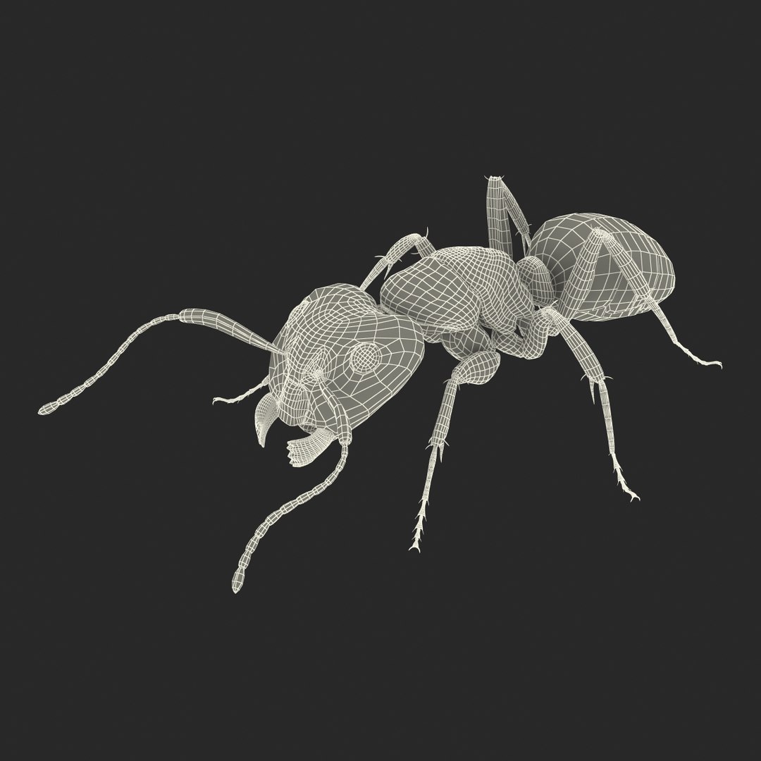 3d red ant pose 3 https://p.turbosquid.com/ts-thumb/Sd/Cly9dz/kgewD9vC/redant3dmodel30/jpg/1454172560/1920x1080/fit_q87/bd2a9eb8c4bf3af20384b0895b51743aa4d472bd/redant3dmodel30.jpg