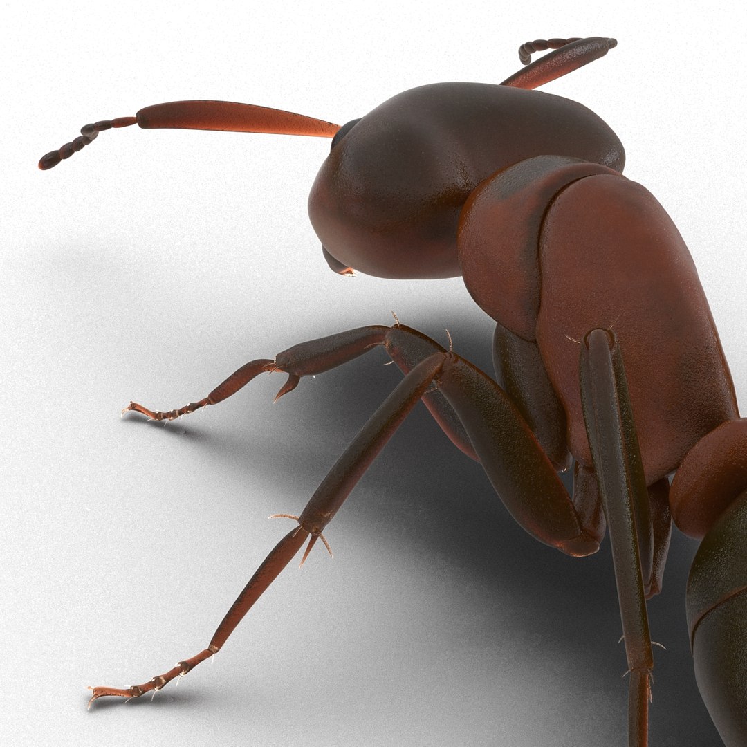 3d Red Ant Pose 3