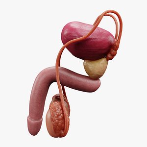 Male Reproductive System 3D model