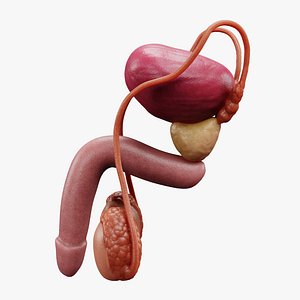 Male Reproductive System