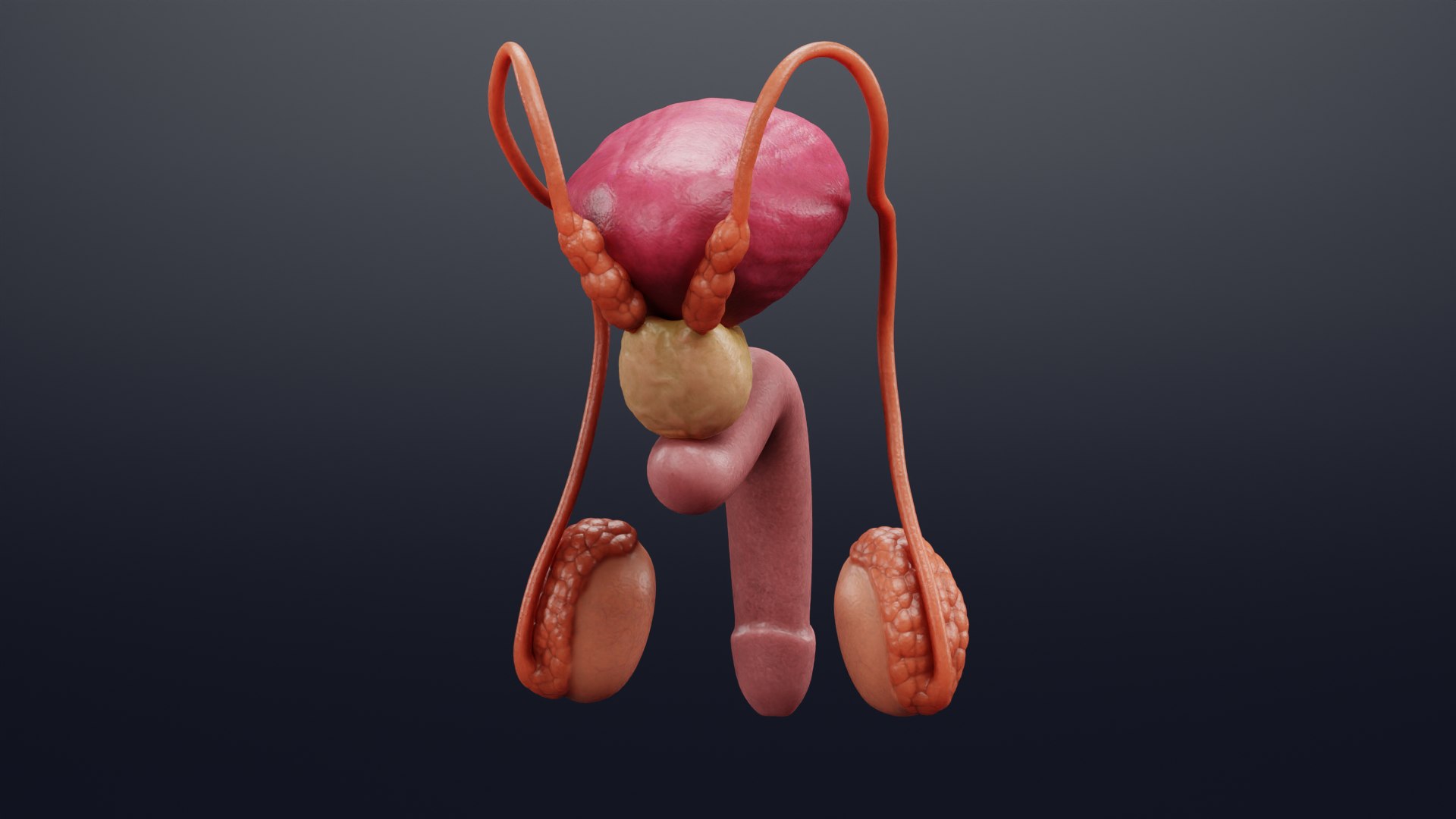 Male Reproductive System 3D Model - TurboSquid 1782458