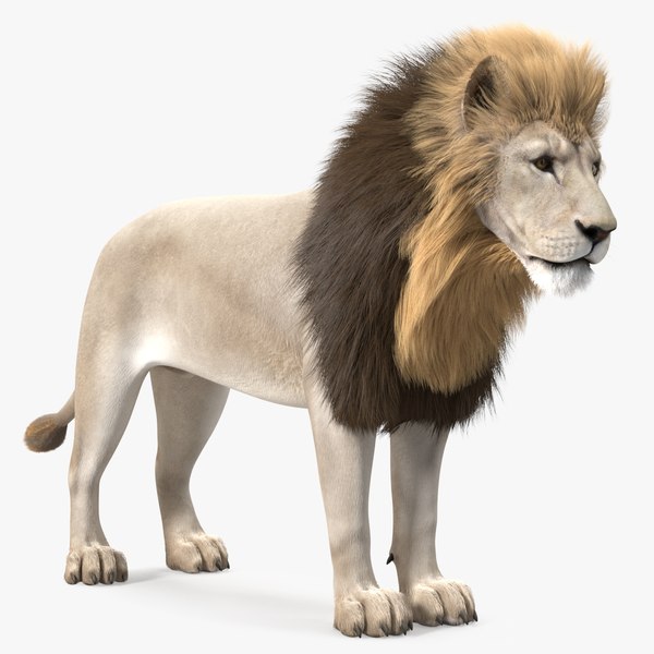 White Male Lion Fur Rigged 3D model