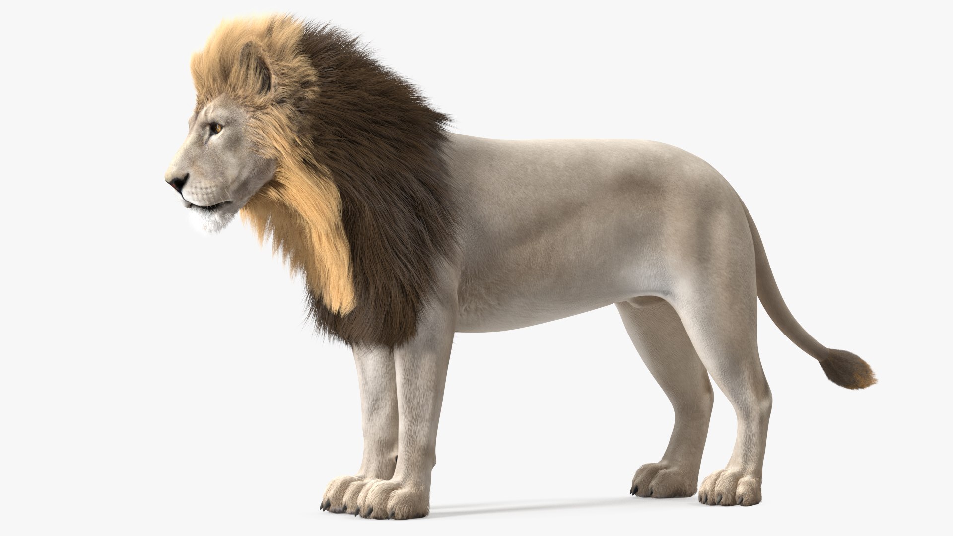 White Male Lion Fur Rigged 3D model preview