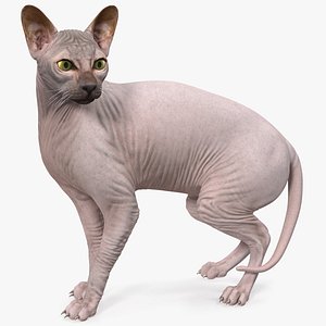 Dark Solid Color Sphynx Cat