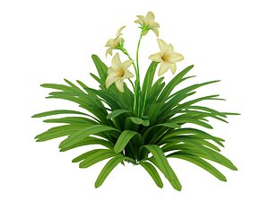 3d model plant hemerocallis fulva