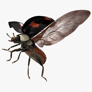 harmonia axyridis spectabilis asian 3d obj