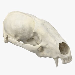 3D model Real European Badger ( Meles Meles ) Skull 01