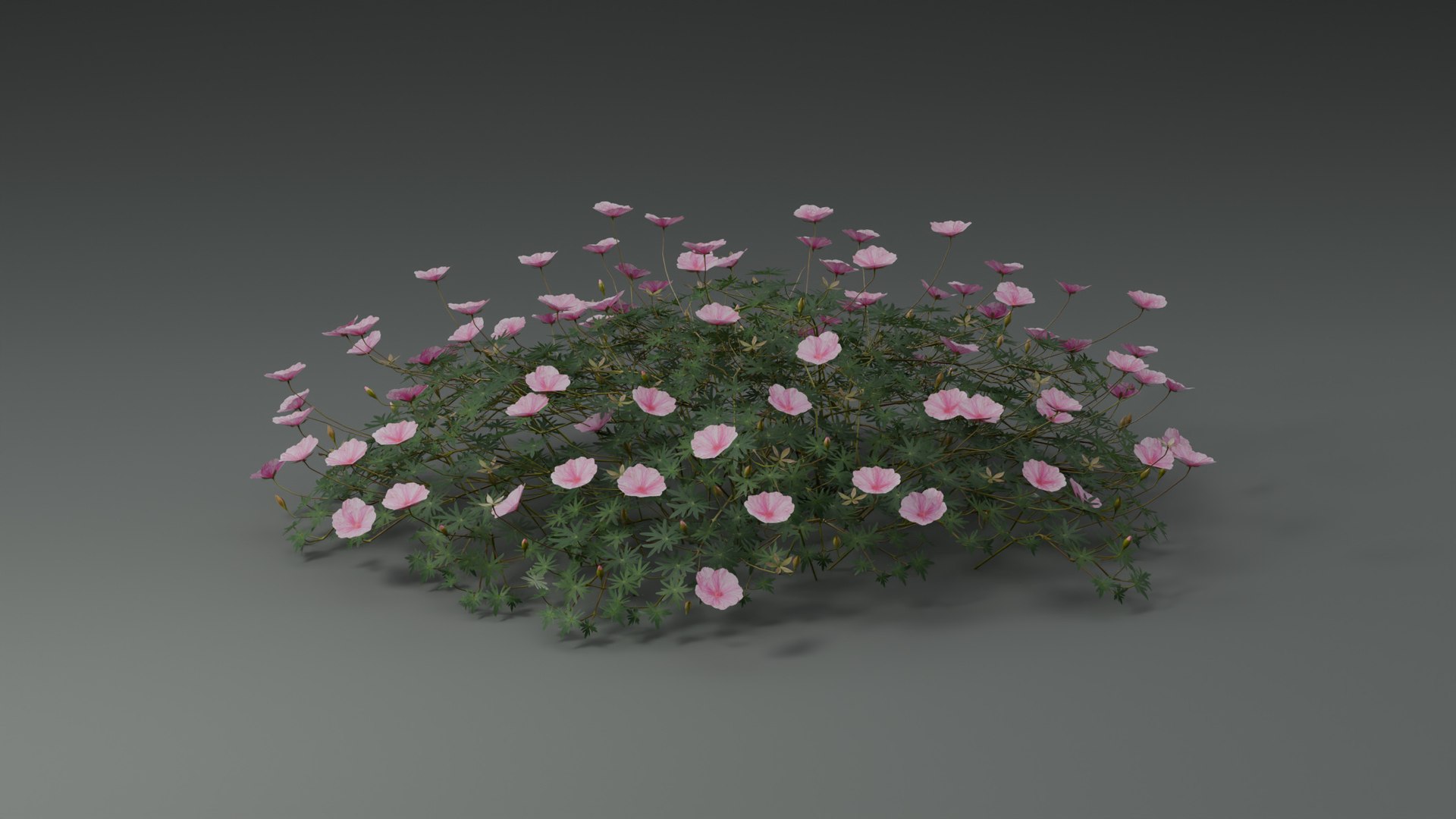 3D Geranium Lancastriense model https://p.turbosquid.com/ts-thumb/Se/9g81Br/5x/camera01_180/jpg/1750943301/1920x1080/fit_q87/2444d825c0b8fa1703f8ba3becbb5f1a810e0fd2/camera01_180.jpg