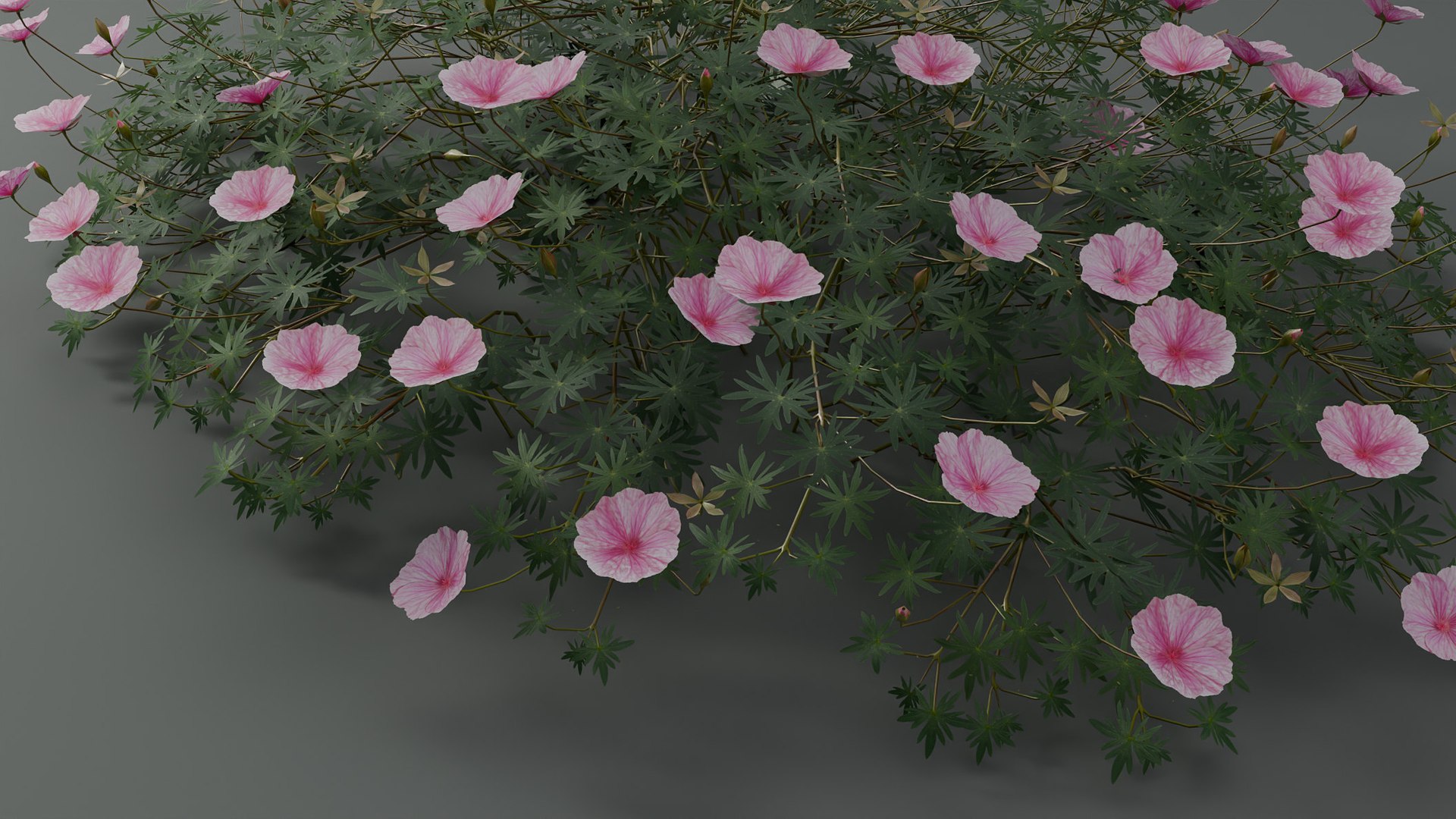3D Geranium Lancastriense model https://p.turbosquid.com/ts-thumb/Se/9g81Br/Kq/gp01/jpg/1750943304/1920x1080/fit_q87/8d4fdb791d91a0ae51995887dd0a6a85438a74c0/gp01.jpg