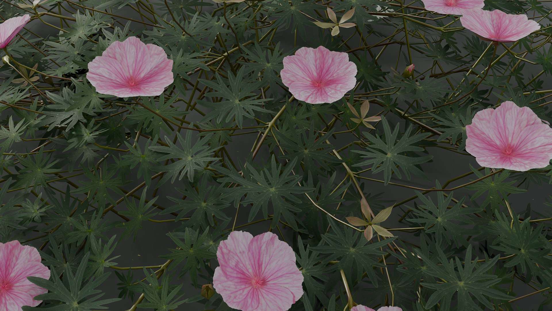 3D Geranium Lancastriense model https://p.turbosquid.com/ts-thumb/Se/9g81Br/Mz/gp02/jpg/1750943305/1920x1080/fit_q87/d1f50815248d82db2896759f1de7079c15be644e/gp02.jpg