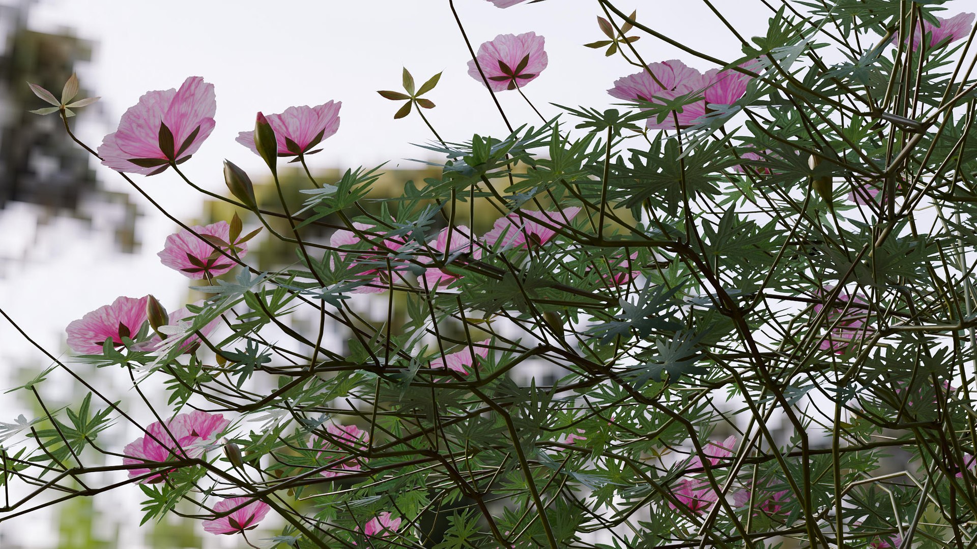 3D Geranium Lancastriense model https://p.turbosquid.com/ts-thumb/Se/9g81Br/bX/gp04/jpg/1750943305/1920x1080/fit_q87/6eeb9998cd9d406b845ea925e1351b5ecd2b7c9d/gp04.jpg