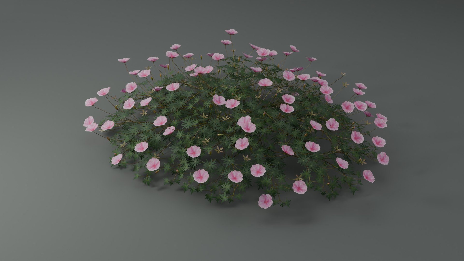 3D Geranium Lancastriense model https://p.turbosquid.com/ts-thumb/Se/9g81Br/i2/camera04/jpg/1750943302/1920x1080/fit_q87/45838ee132cc2e61fe9824165de771d5f767abbd/camera04.jpg