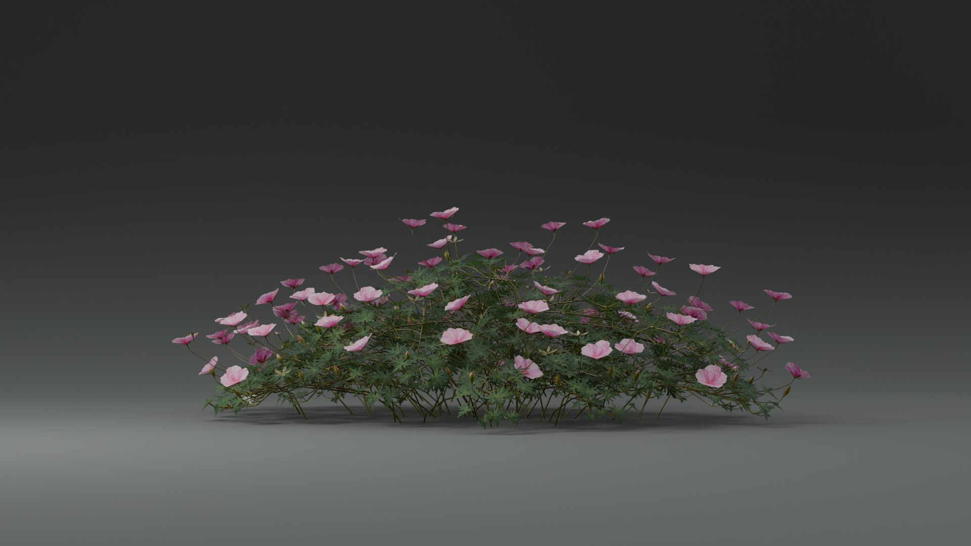 3D Geranium Lancastriense model https://p.turbosquid.com/ts-thumb/Se/9g81Br/sV/camera01.2/jpg/1750943301/1920x1080/fit_q87/2608f4210b46c348437a10969ba49a07a4811d75/camera01.2.jpg