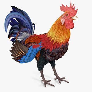 Rooster Rigged