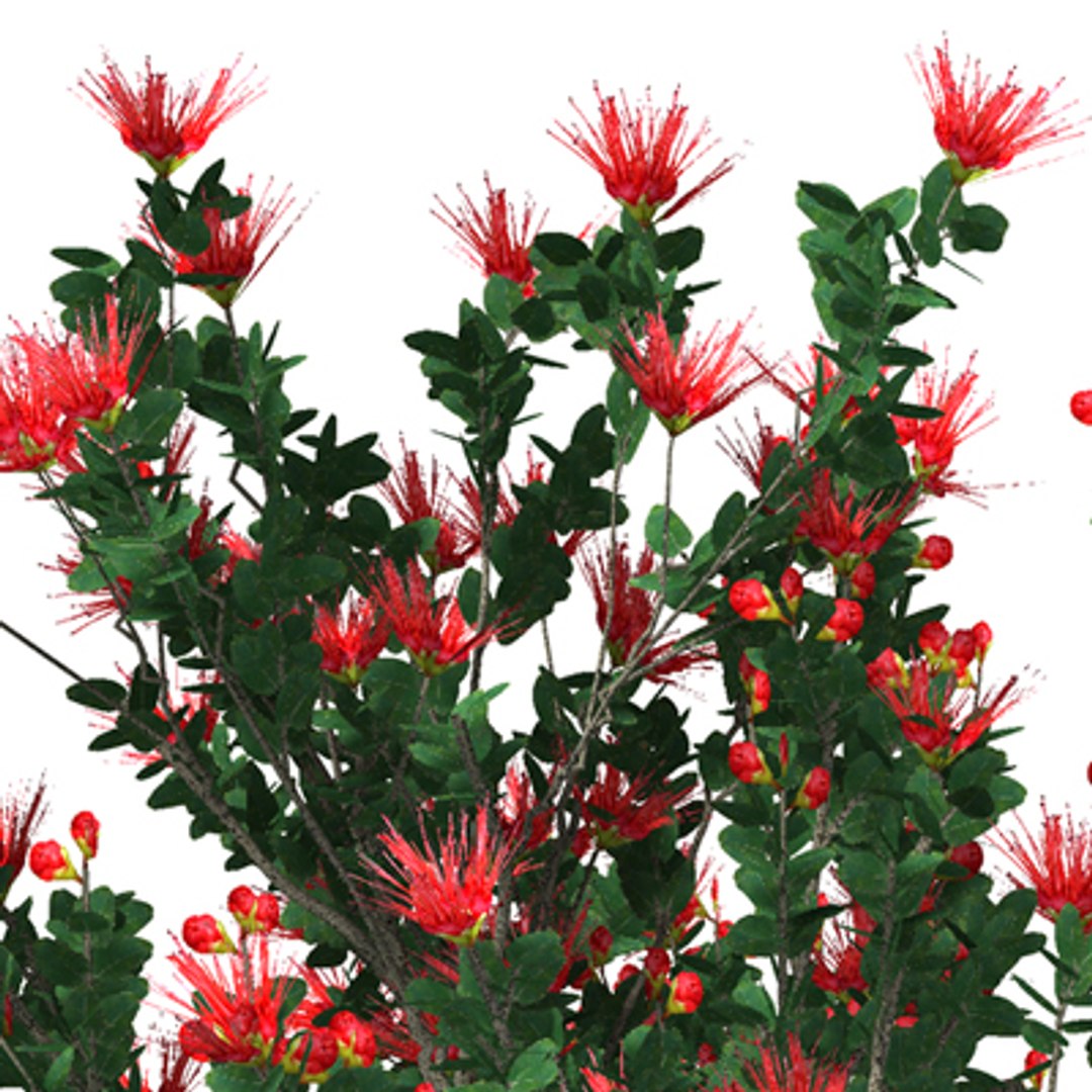 Oceania Trees Xfrogplants 1 3d Model