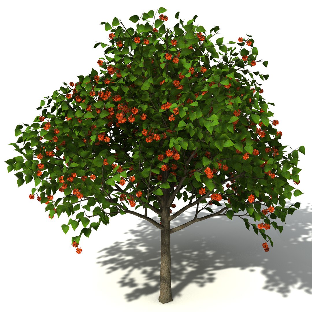 Oceania Trees Xfrogplants 1 3d Model