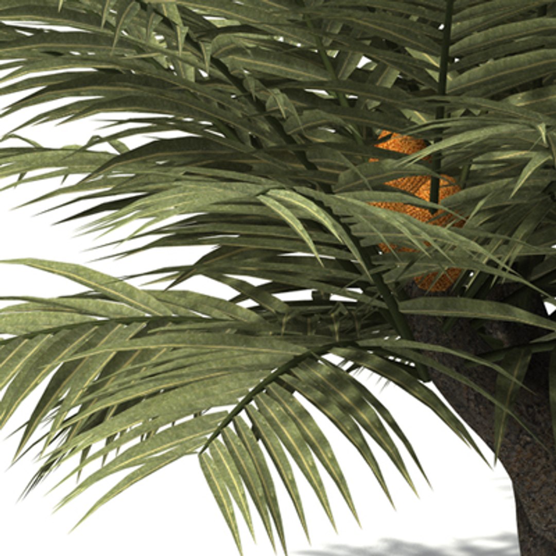 Oceania Trees Xfrogplants 1 3d Model
