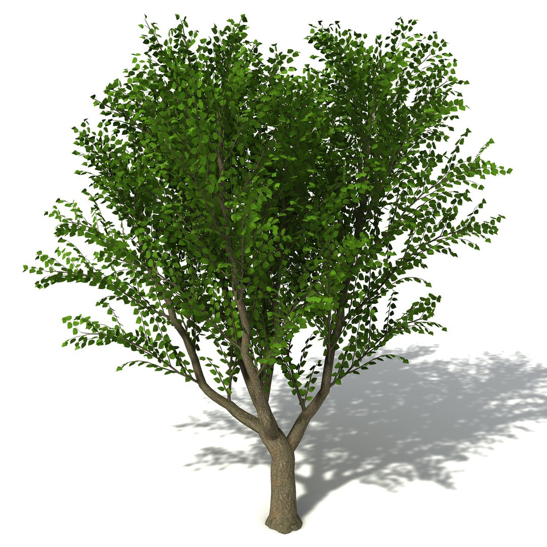 Oceania Trees Xfrogplants 1 3d Model