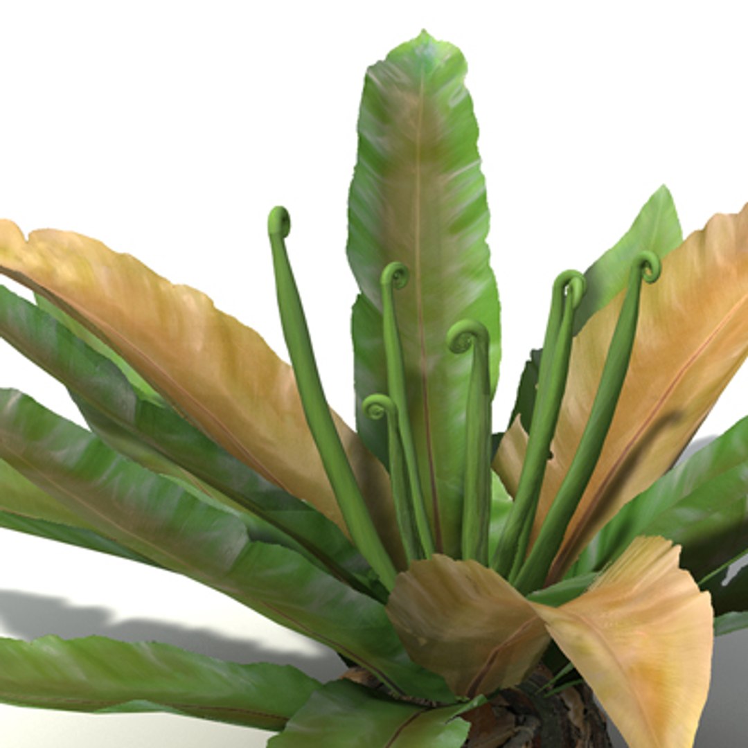 Oceania Trees Xfrogplants 1 3d Model