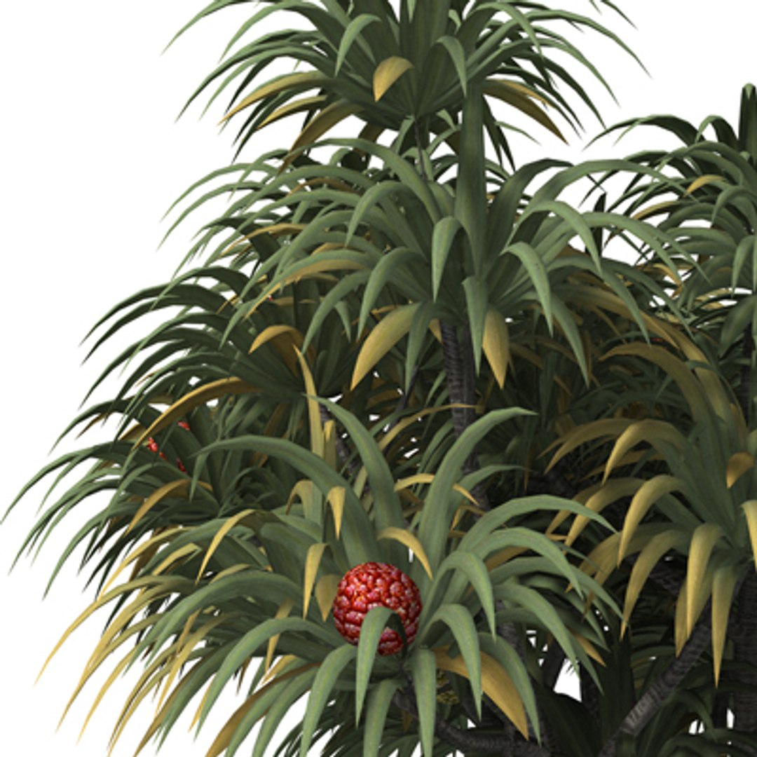 Oceania Trees Xfrogplants 1 3d Model