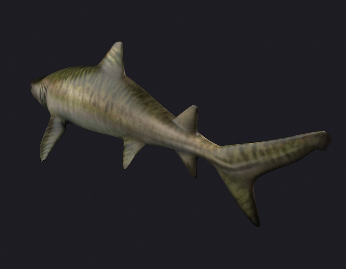 Tiger skin shark weasel 3D TurboSquid 1617083