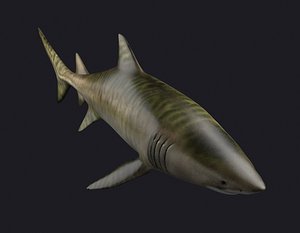 tiger skin shark weasel 3D