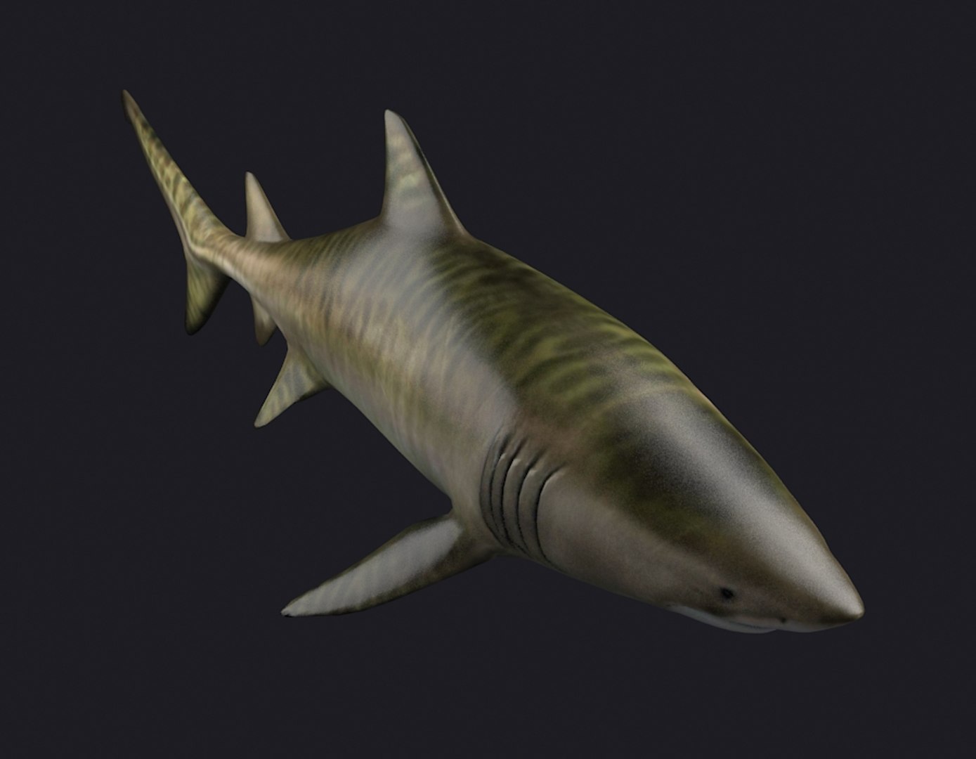 Tiger skin shark weasel 3D TurboSquid 1617083