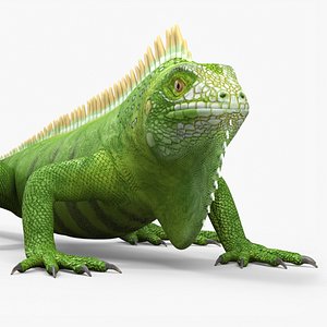 Iguana Reptile Creature
