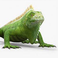 Iguana Reptile Creature