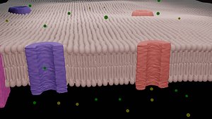 animation ionic channels membrane 3D