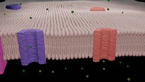 cell membrane of a neuron and ionic exchanges through channels
