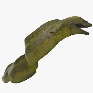 Attacking Murena 3D Model