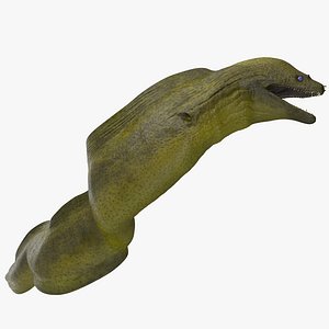 Attacking Murena 3D Model