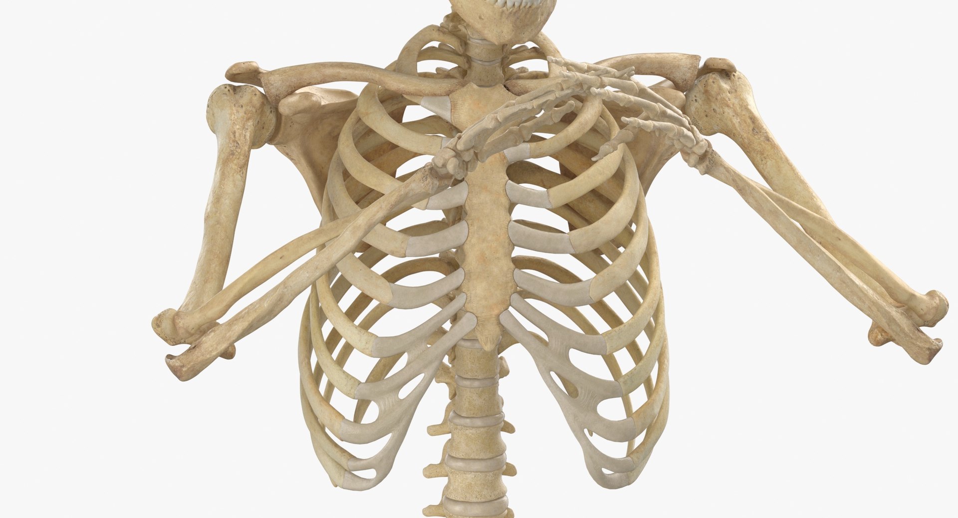 3D real human female skeleton model - TurboSquid 1667802