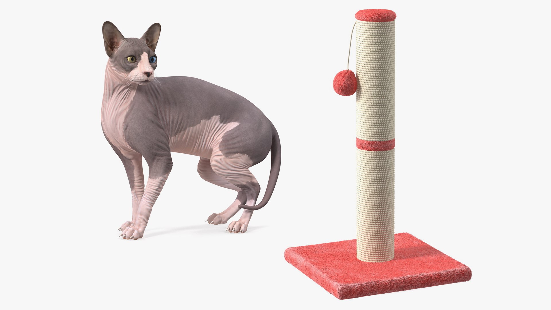 Sphynx Cat with Cat Scratching Post Collection 3D model preview