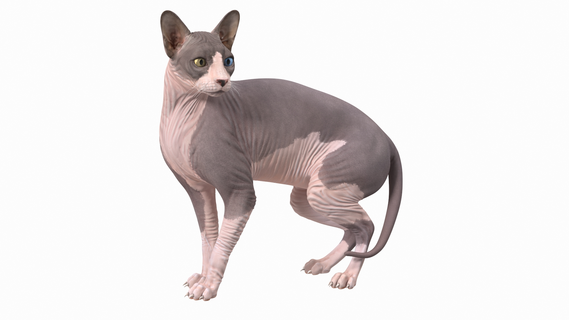Do sphynx cats scratch furniture outlet