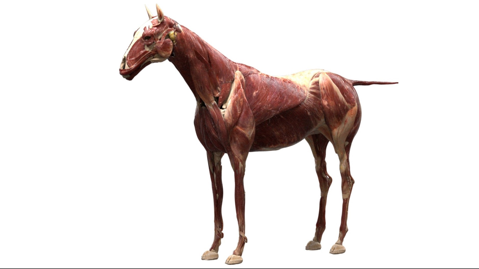 Horse Anatomy 3D model https://p.turbosquid.com/ts-thumb/Se/iYF0Bv/9K/12/jpg/1756176097/1920x1080/fit_q87/437bcf9f62734510768f39651a9dd2b86efab098/12.jpg