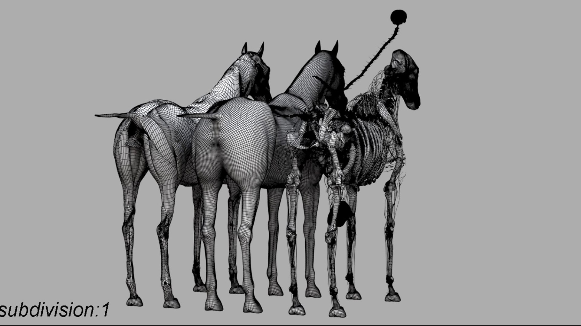 Horse Anatomy 3D model https://p.turbosquid.com/ts-thumb/Se/iYF0Bv/F3/26/jpg/1756176103/1920x1080/fit_q87/8edb7e211445ddc59978f1b081e1ea85c5daf30b/26.jpg