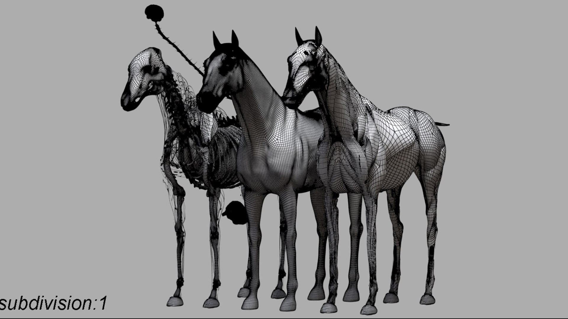 Horse Anatomy 3D model https://p.turbosquid.com/ts-thumb/Se/iYF0Bv/JH/24/jpg/1756176102/1920x1080/fit_q87/4c716add44bfabca2804bc1173c2cd61eafadd6f/24.jpg