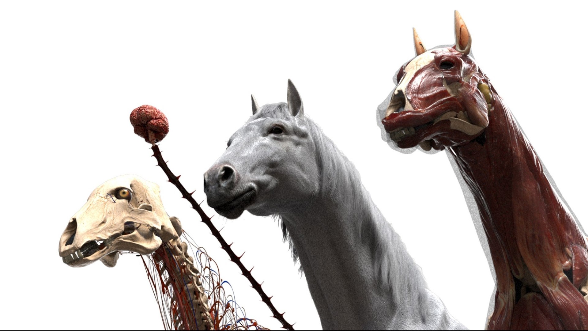 Horse Anatomy 3D model https://p.turbosquid.com/ts-thumb/Se/iYF0Bv/Ju/05/jpg/1756176094/1920x1080/fit_q87/3bdf6648b3b99a70a6c02096c12db070dfda955f/05.jpg