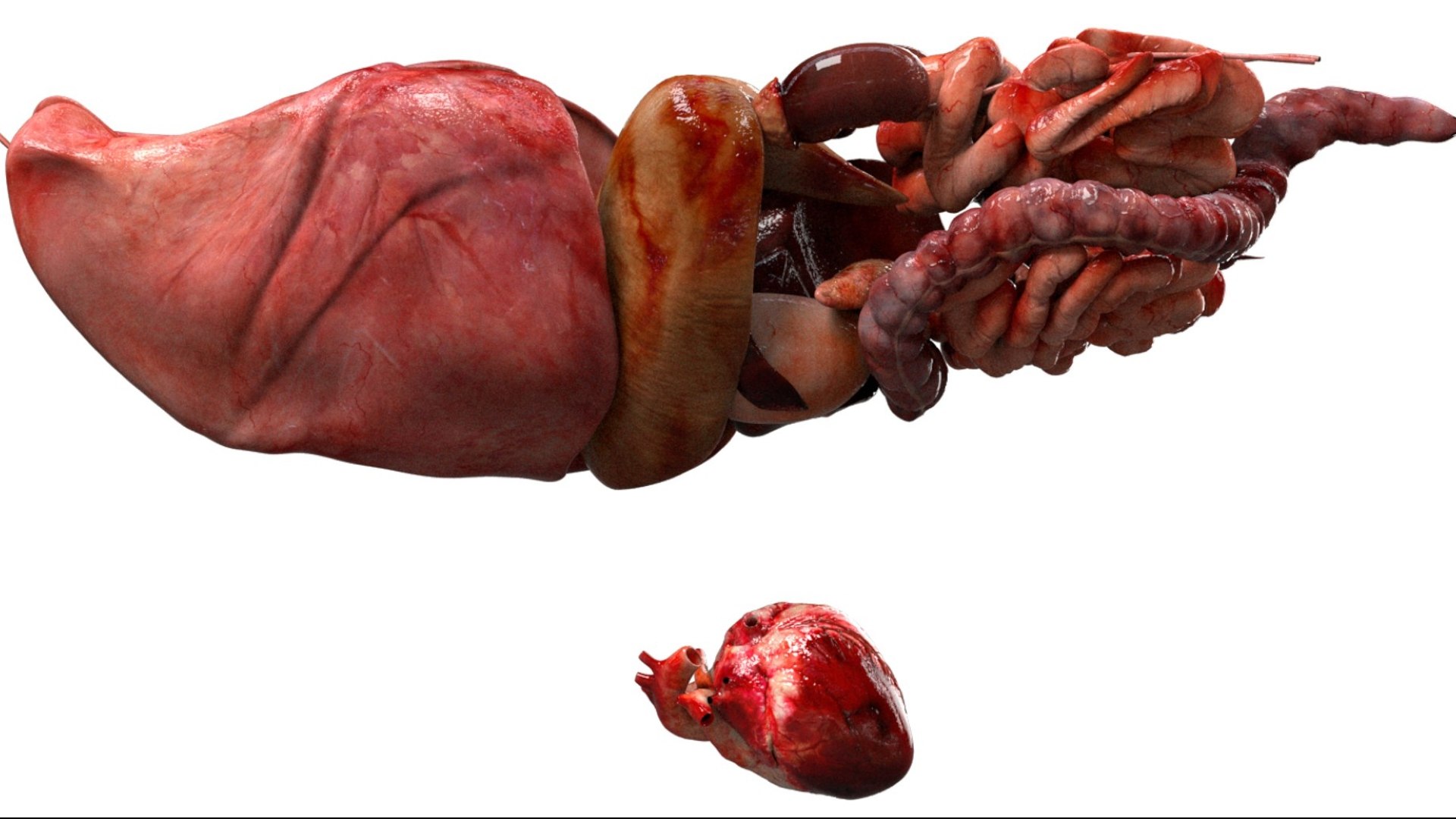 Horse Anatomy 3D model https://p.turbosquid.com/ts-thumb/Se/iYF0Bv/UK/09/jpg/1756176096/1920x1080/fit_q87/eb8b06f8701e318d1b5bc792b193a1f3f3ec9fa4/09.jpg
