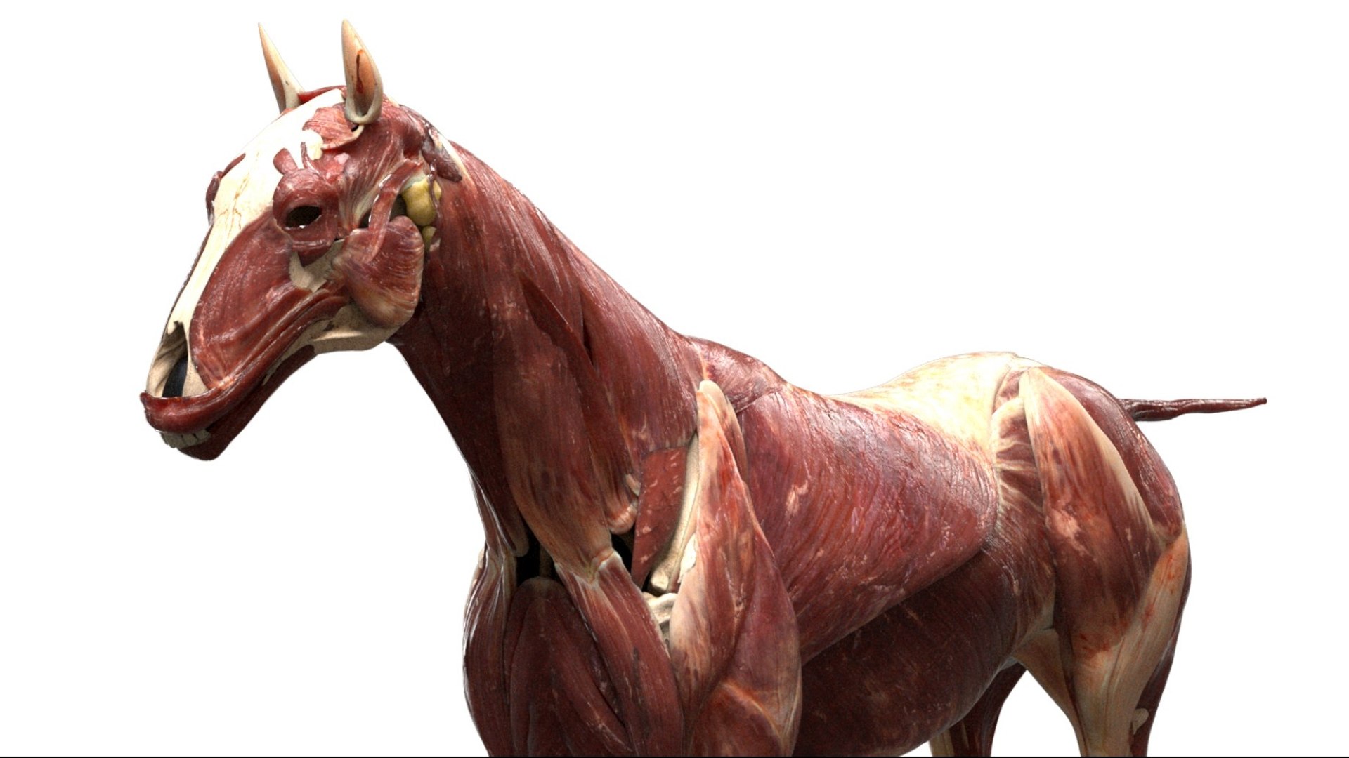 Horse Anatomy 3D model https://p.turbosquid.com/ts-thumb/Se/iYF0Bv/bm/13/jpg/1756176098/1920x1080/fit_q87/e58db77e301027f44d9871a5b2538c7688e8c161/13.jpg